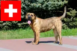 Read more about the article Presa Canario criadores e cachorros na Suíça