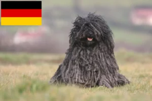 Read more about the article Criadores de Puli e cachorros na Alemanha