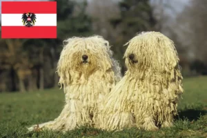 Read more about the article Criadores de Puli e cachorros na Áustria