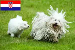 Read more about the article Criadores de Puli e cachorros na Croácia