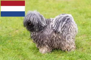 Read more about the article Criadores de Puli e cachorros nos Países Baixos