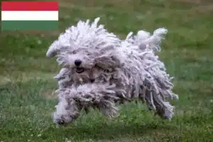 Read more about the article Criadores de Puli e cachorros na Hungria
