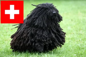 Read more about the article Criadores de Puli e cachorros na Suíça