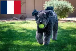 Read more about the article Criadores de Pumi e cachorros em França