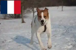Read more about the article Rafeiro do Alentejo criadores e cachorros em França