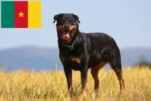 Read more about the article Criadores de Rottweiler e cachorros nos Camarões