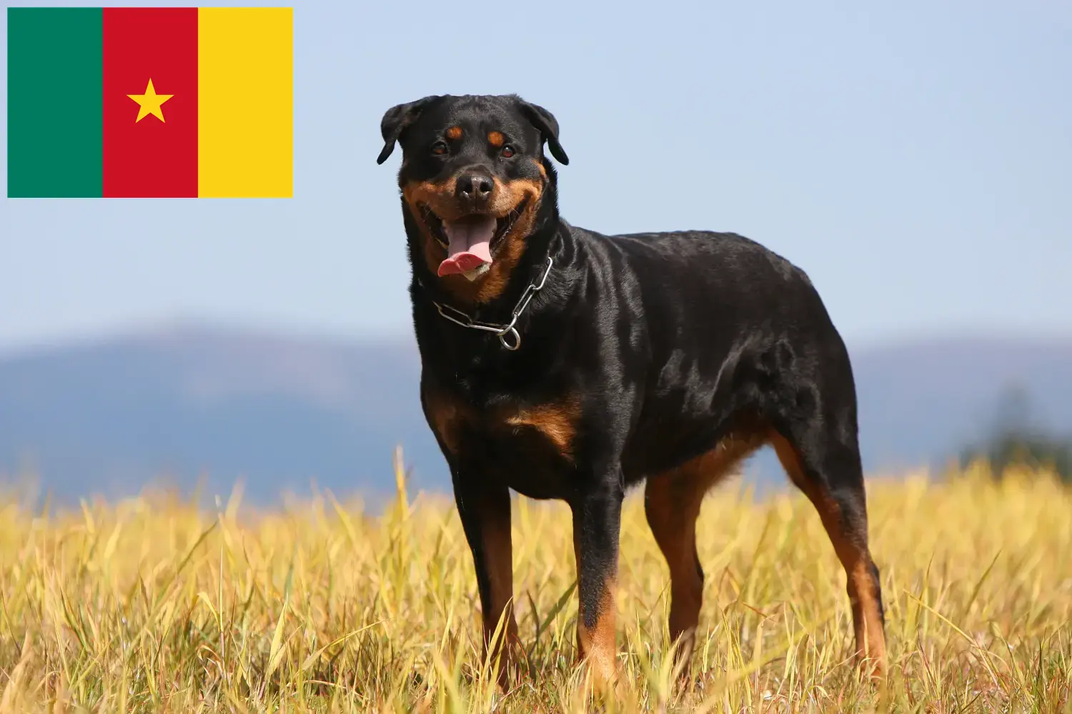 Read more about the article Criadores de Rottweiler e cachorros nos Camarões