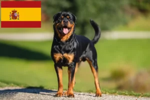 Read more about the article Criadores de Rottweiler e cachorros em Espanha