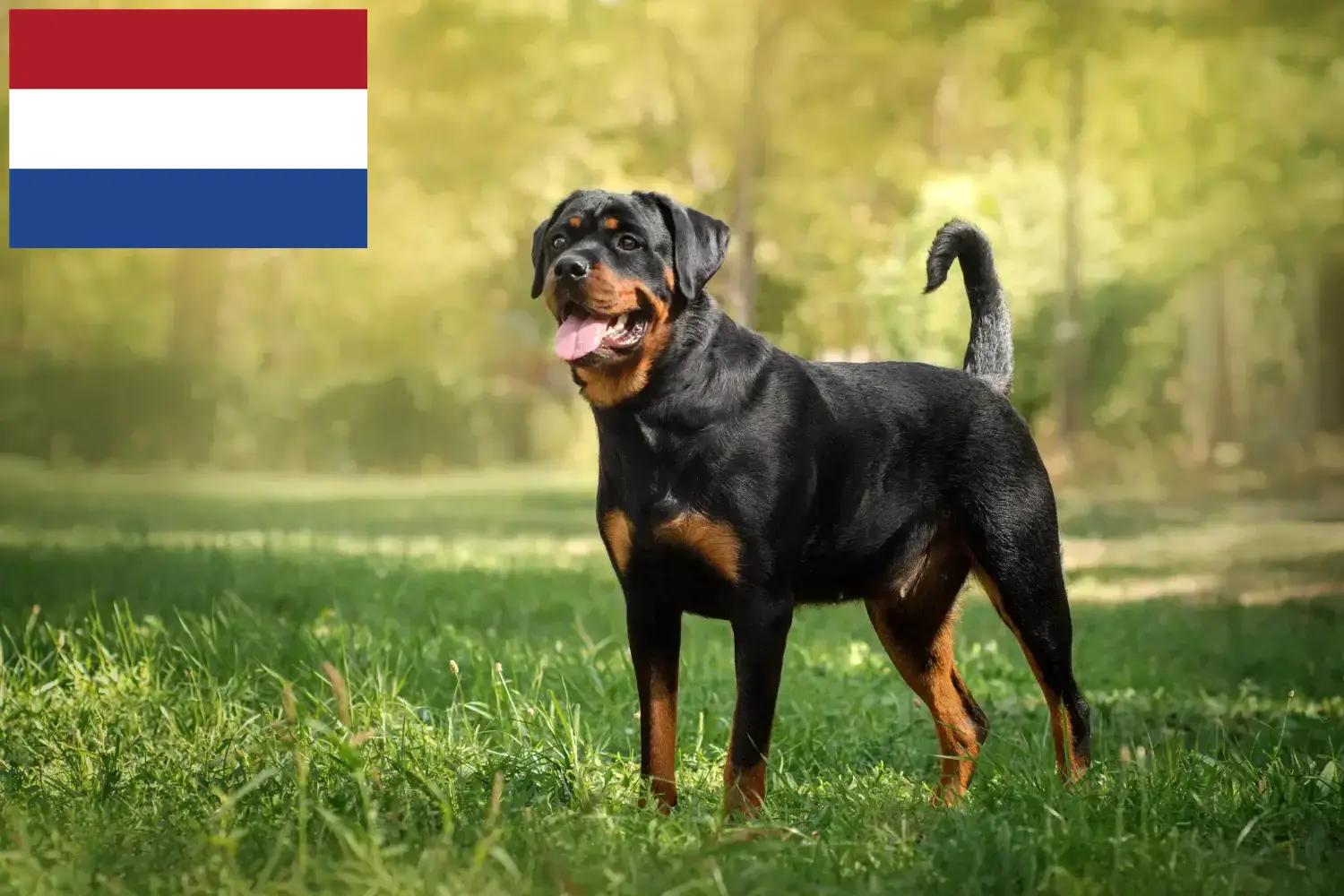 Cachorros e criadores de Rottweiler Holanda Aqui pode encontrar criadores de Rottweiler nos Países Baixos.