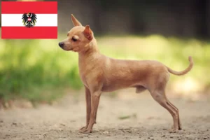 Read more about the article Russkiy Toy criadores e cachorros na Áustria