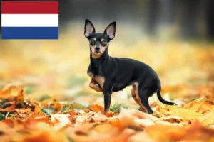 Read more about the article Criadores de Russkiy Toy e cachorros nos Países Baixos