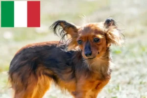 Read more about the article Russkiy Toy criadores e cachorros em Itália