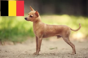 Read more about the article Russkiy Toy criadores e cachorros na Bélgica