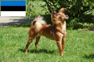 Read more about the article Russkiy Toy criadores e cachorros na Estónia