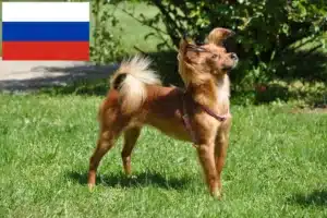 Read more about the article Russkiy Toy criadores e cachorros na Rússia