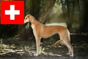 Read more about the article Criadores de saluki e cachorros na Suíça