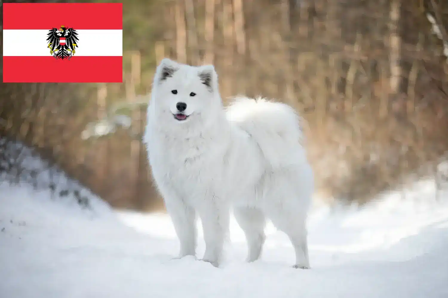 Cachorros Samoieda e criadores Áustria Aqui pode encontrar criadores de Samoiedas na Áustria.