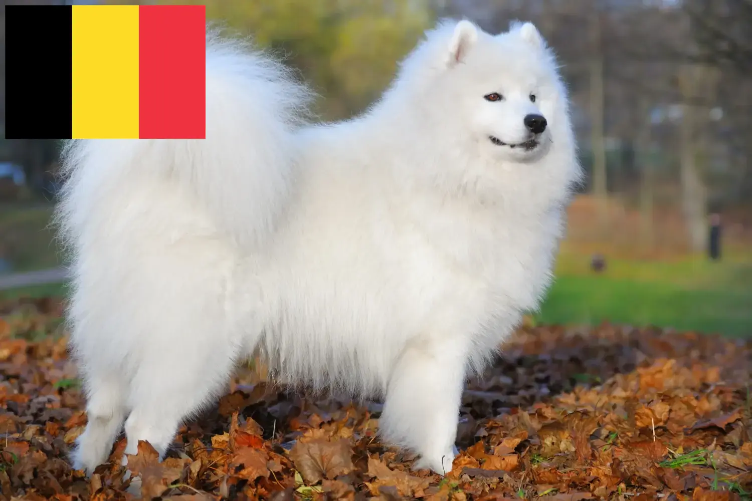 Cachorros Samoieda e criadores Bélgica Aqui pode encontrar criadores de Samoiedas na Bélgica.