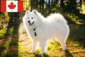 Read more about the article Criadores de Samoieda e cachorros no Canadá