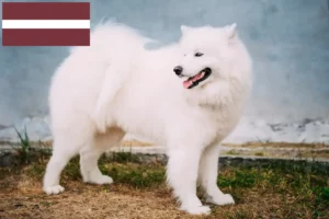 Read more about the article Criadores de Samoieda e cachorros na Letónia