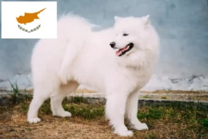 Read more about the article Criadores de Samoieda e cachorros em Chipre