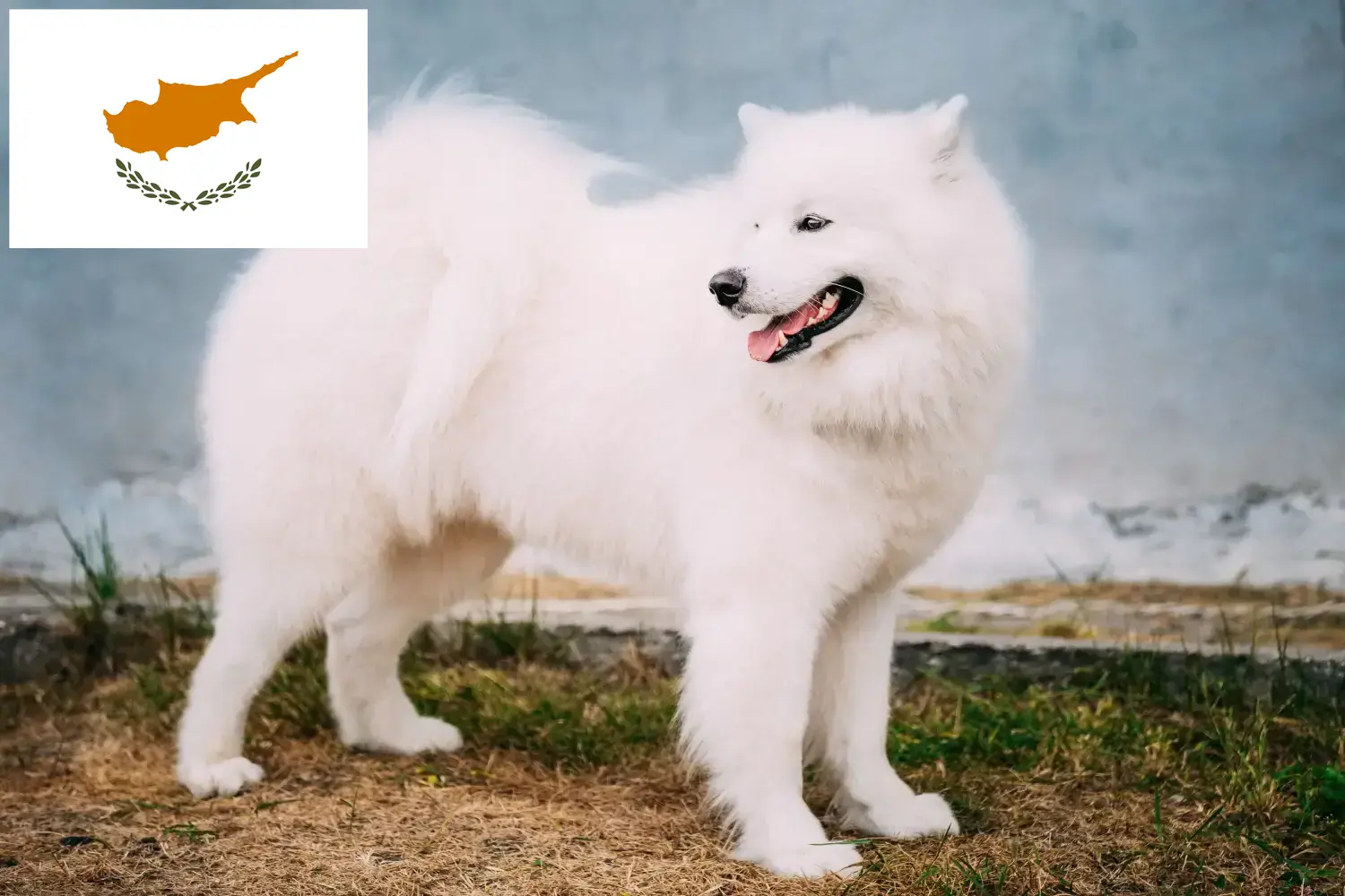 Cachorros e criadores de Samoieda República do Chipre Aqui pode encontrar criadores de Samoiedas em Chipre.