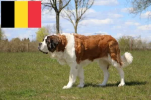 Read more about the article Criadores de São Bernardo e cachorros na Bélgica
