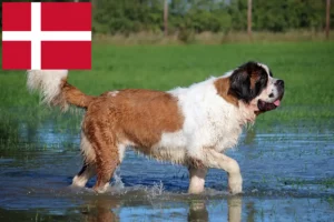 Read more about the article Criadores de São Bernardo e cachorros na Dinamarca