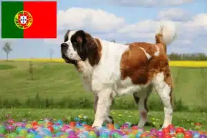 Read more about the article São Bernardo criadores e cachorros em Portugal
