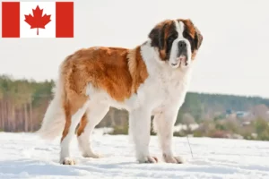 Read more about the article Criadores de São Bernardo e cachorros no Canadá