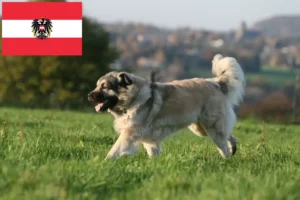 Read more about the article Šarplaninac criadores e cachorros na Áustria