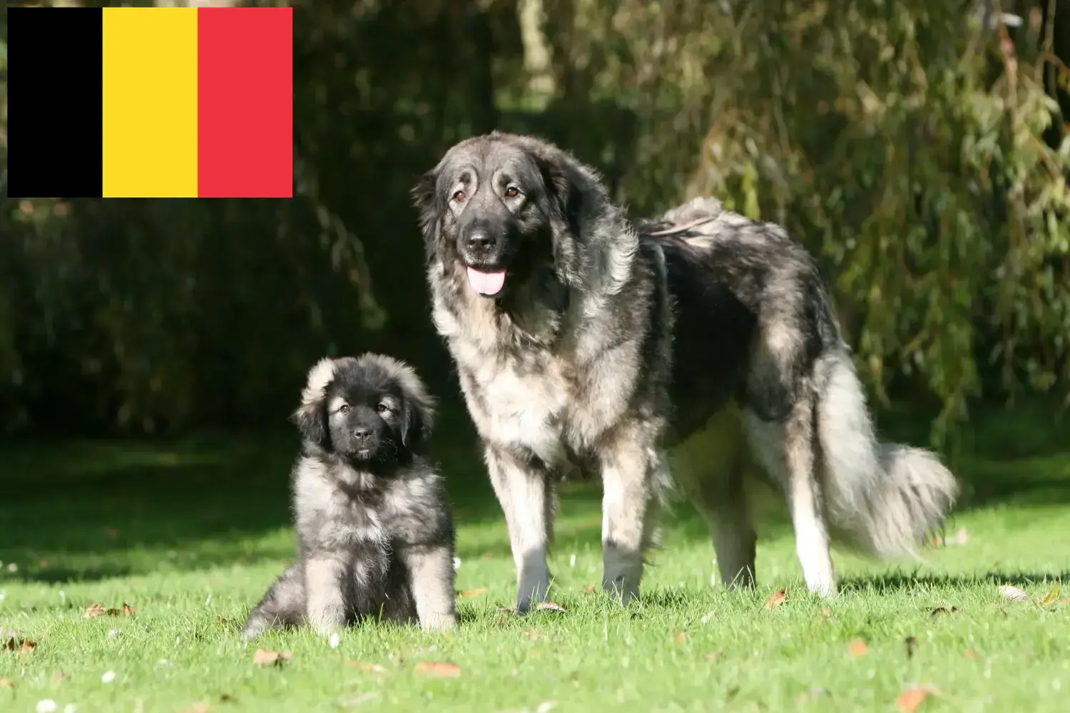 Šarplaninac cachorros e criadores Bélgica Encontrar criadores de Šarplaninac na Bélgica aqui.