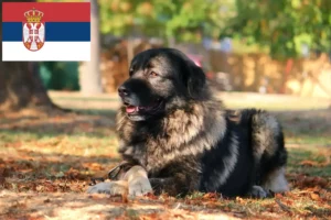 Read more about the article Šarplaninac criadores e cachorros na Sérvia