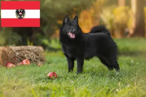 Read more about the article Criadores de Schipperke e cachorros na Áustria