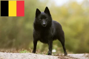 Read more about the article Criadores de Schipperke e cachorros na Bélgica