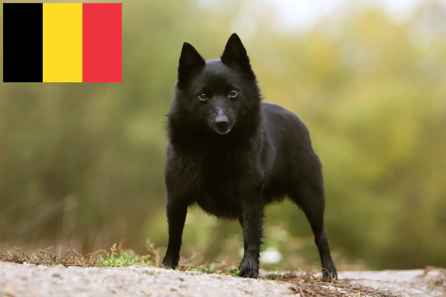 Schipperke cachorros e criadores Bélgica Aqui pode encontrar criadores de Schipperkes na Bélgica.