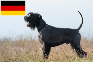 Read more about the article Criadores de Schnauzer e cachorros na Alemanha