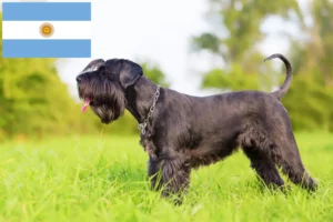 Read more about the article Criadores de Schnauzer e cachorros na Argentina