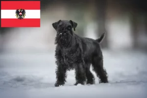 Read more about the article Criadores de Schnauzer e cachorros na Áustria