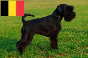 Read more about the article Criadores de Schnauzer e cachorros na Bélgica