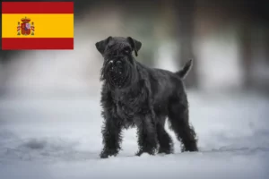 Read more about the article Criadores de Schnauzer e cachorros em Espanha