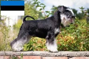 Read more about the article Criadores de Schnauzer e cachorros na Estónia