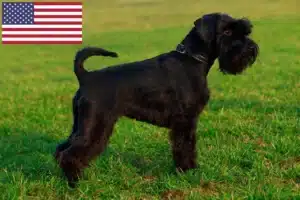 Read more about the article Criadores de Schnauzer e cachorros nos EUA