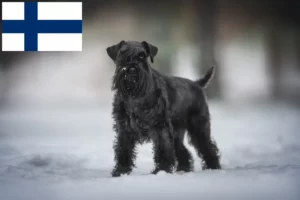 Read more about the article Criadores de Schnauzer e cachorros na Finlândia