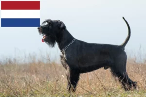 Read more about the article Criadores de Schnauzer e cachorros nos Países Baixos