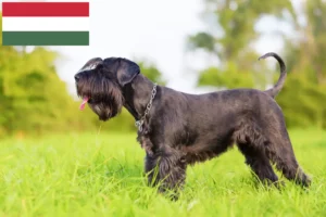 Read more about the article Criadores de Schnauzer e cachorros na Hungria