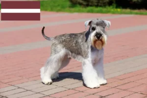 Read more about the article Criadores de Schnauzer e cachorros na Letónia