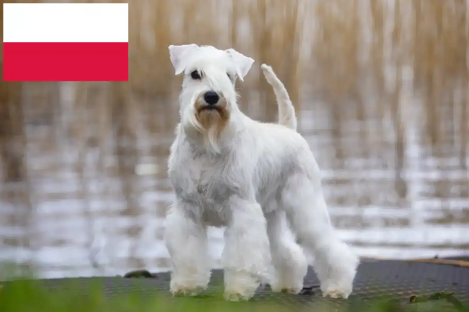 Schnauzer cachorros e criador Polónia Aqui pode encontrar criadores de Schnauzer na Polónia.