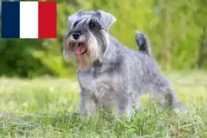 Read more about the article Criadores de Schnauzer e cachorros na Reunião