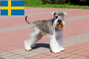 Read more about the article Criadores de Schnauzer e cachorros na Suécia